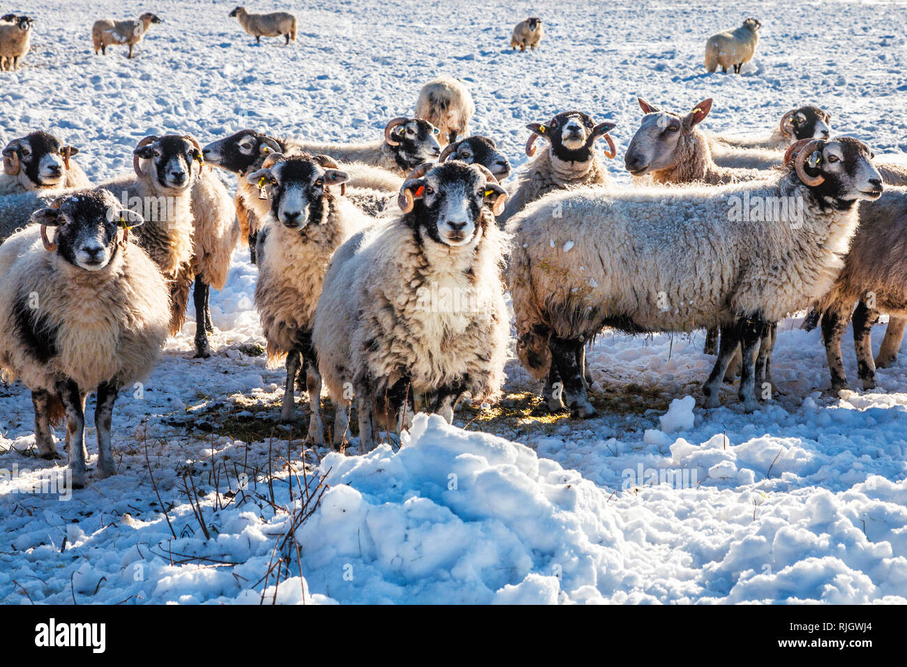 Schafe in einem schneebedeckten Feld in Wiltshire. Stockfoto