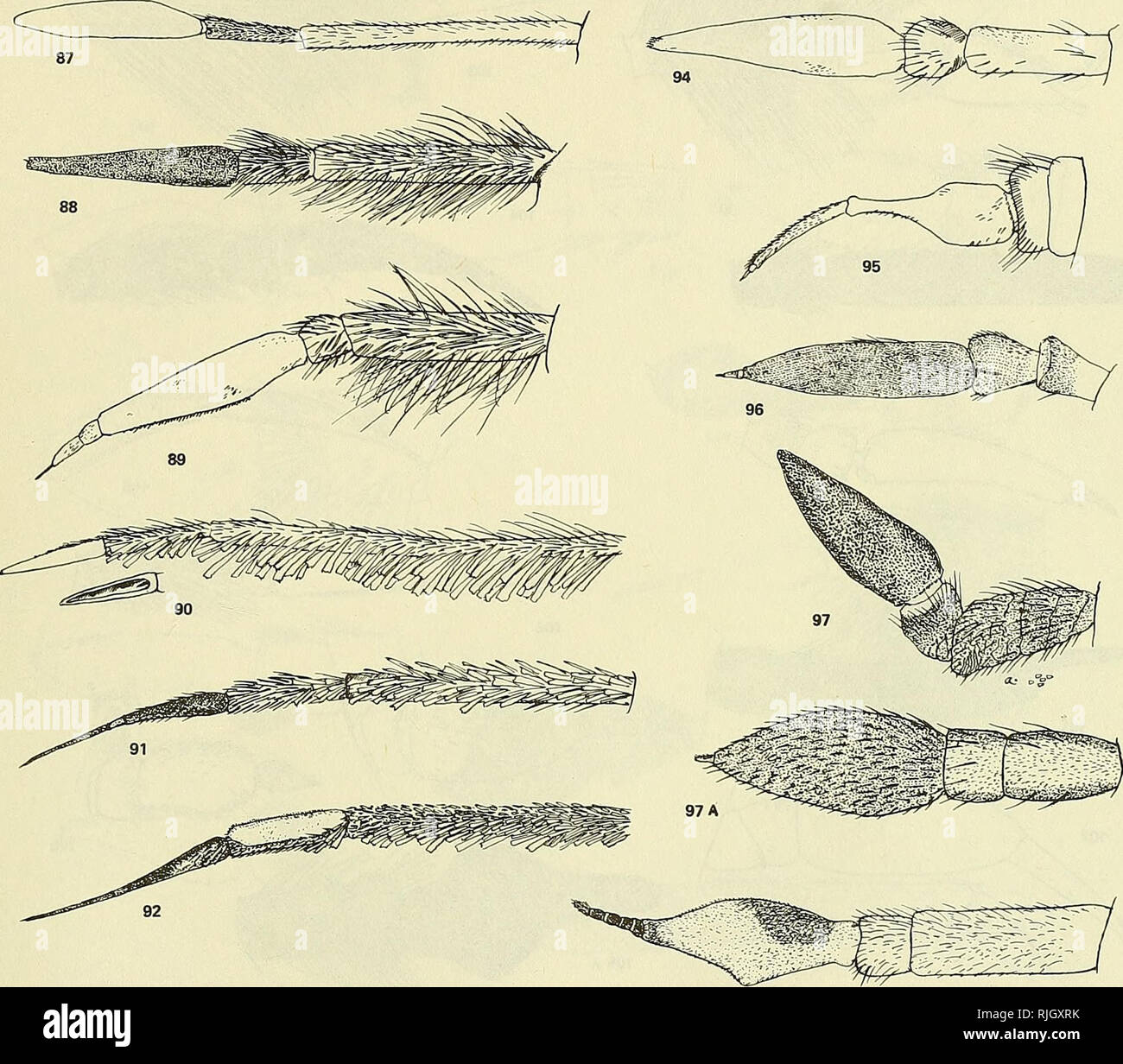 Biene Fliegt Der Welt Die Gattungen Der Familie Bombyliidae Bombyliidae Parasiten Illustrationen Von Bombyliidae 471