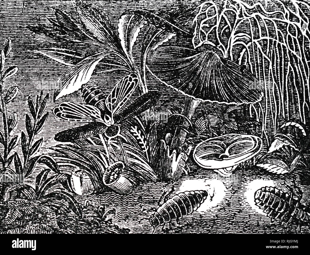 Eine Gravur, Glühwürmchen zu paaren. Glühwurm ist der gemeinsame Name für verschiedene Gruppen von Insektenlarven und nach larviform Weibchen, die Leuchten durch Biolumineszenz. Vom 19. Jahrhundert Stockfoto