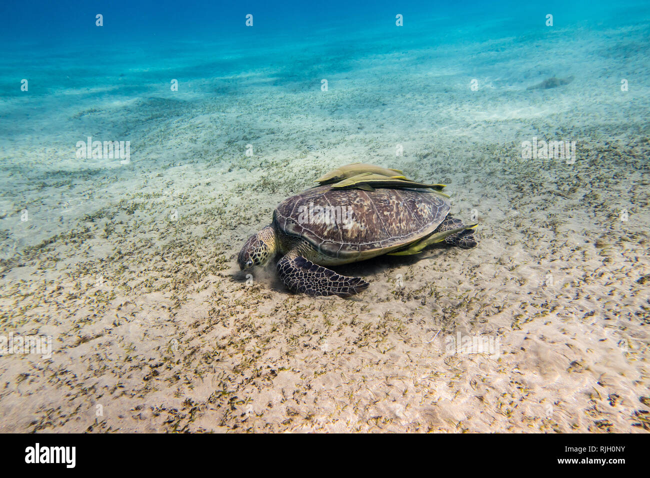 Sea Turtle mit zwei schiffshalter Fische auf Ihrer Shell Beweidung Seegras auf dem sandigen Meeresgrund des Roten Meeres in Ägypten Stockfoto
