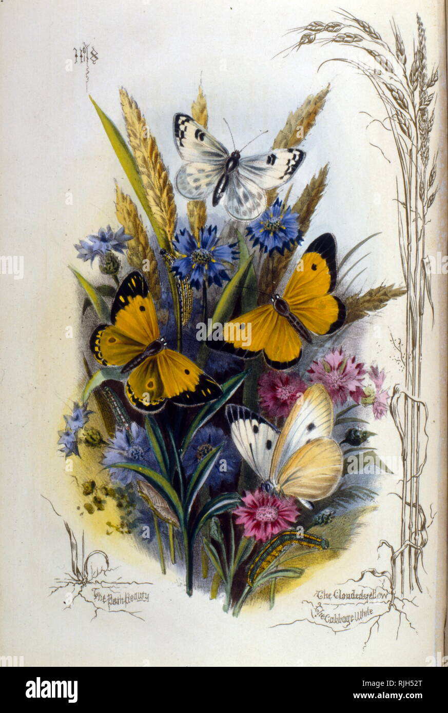 Abbildung: verschiedene Schmetterlinge auf Blau und Lila Blumen 1910 Stockfoto