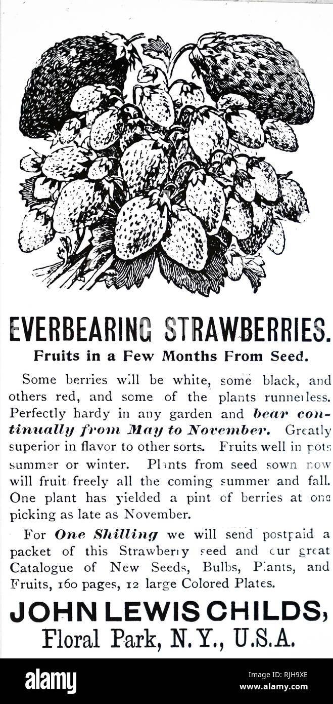 Eine Werbung für die Ewigen Erdbeeren. Vom 19. Jahrhundert Stockfoto