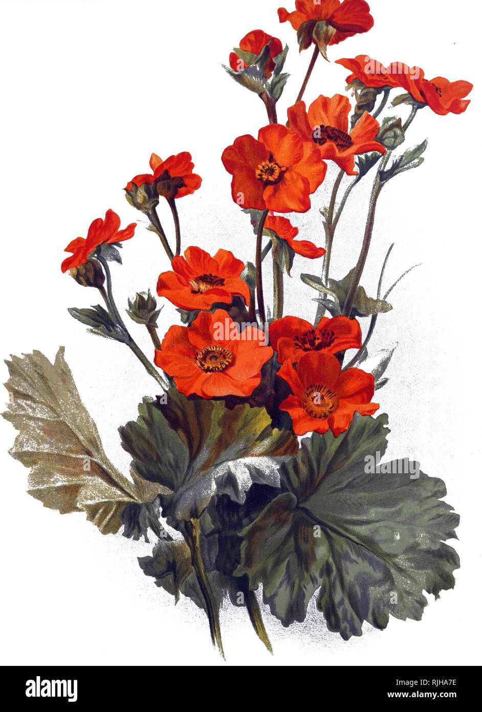Eine Gravur, Geum quellyon, eine mehrjährige Kraut aus der Familie der Rosaceae. Vom 19. Jahrhundert Stockfoto