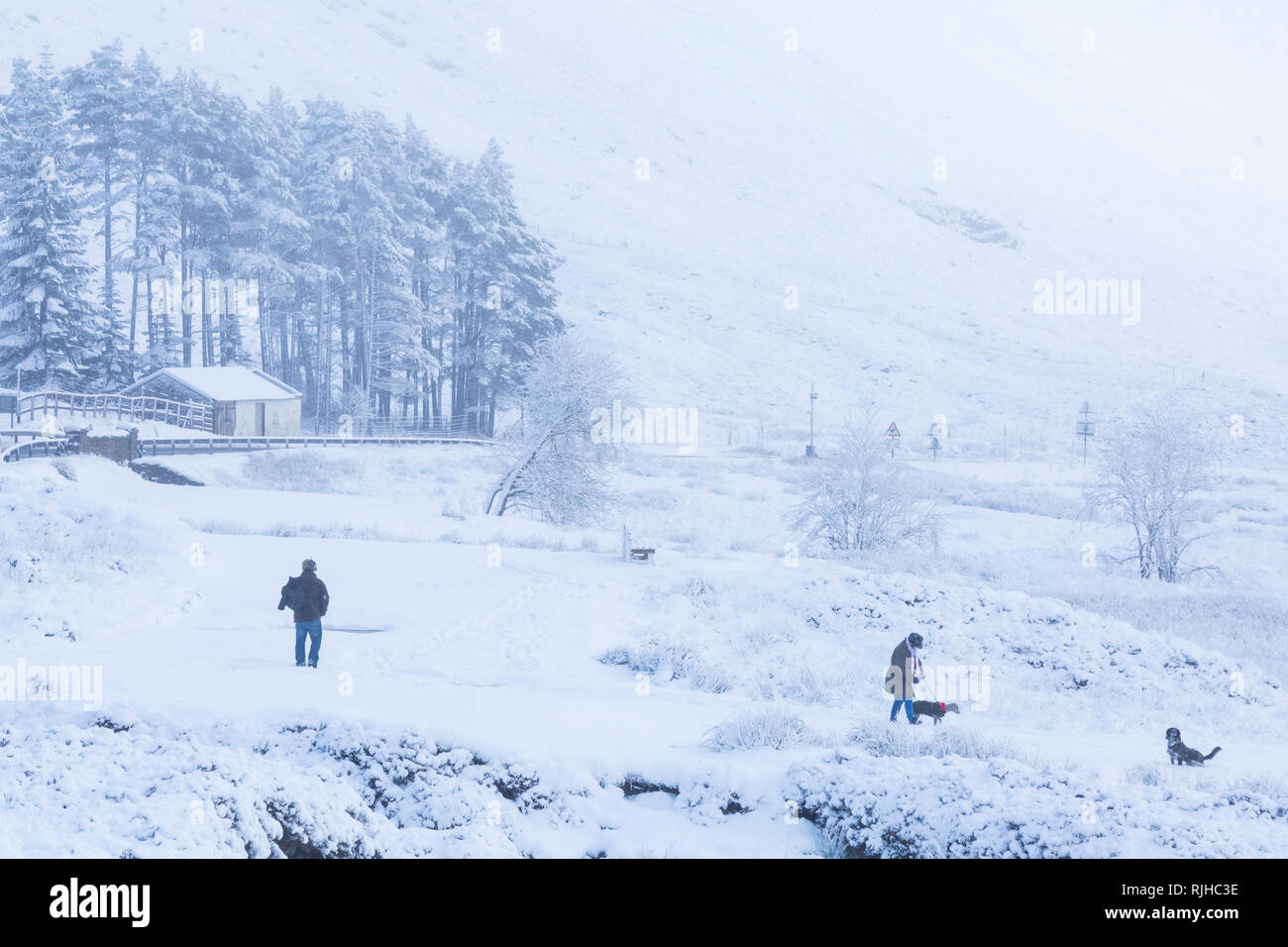 Frau wenige Hunde im Schnee an einem kalten Wintertag mit Schnee und Raureif an Rannoch Moor, Glencoe, Scottish Highlands, Schottland Großbritannien im Januar Stockfoto