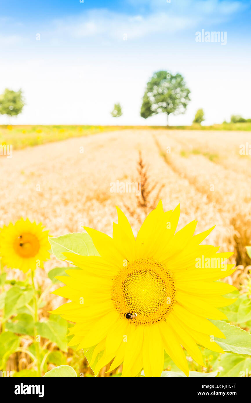 Biene auf Sonnenblumen mit Weizenfeld im Hintergrund Stockfoto