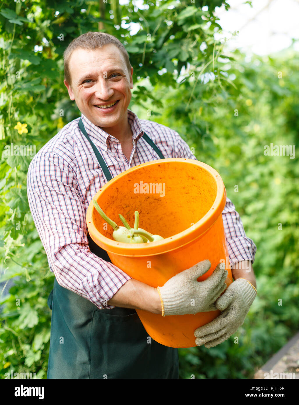 Portrait von Mann Gärtner in Schürze und Handschuhen pflücken marrows