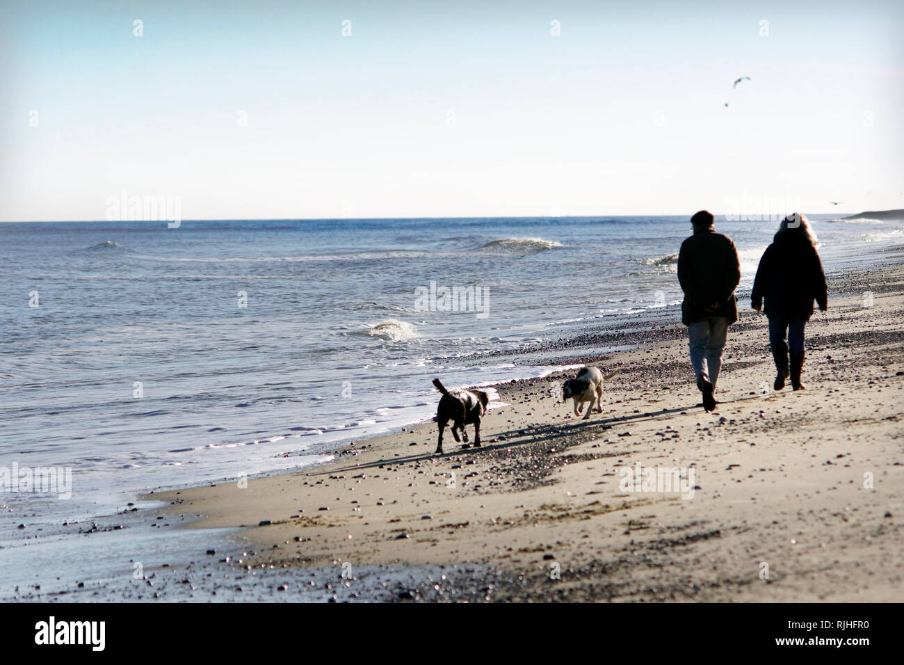 Ältere Paar am Strand mit zwei Hunden in Sizewell suffolk England Stockfoto