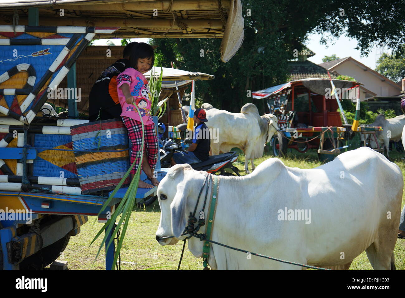 Besitzer der Gerobak Sapi, traditionellen javanischen Kuh Warenkorb erfaßt am Jangkang Tiermarkt, Sleman, Yogyakarta jeden Sonntag Morgen Stockfoto