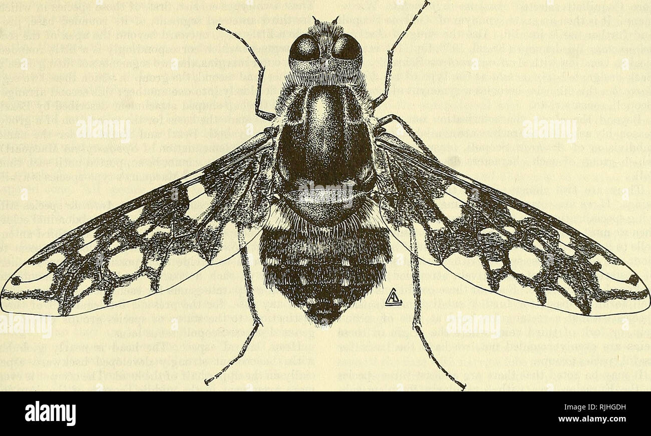 . Biene fliegt der Welt: die Gattungen der Familie Bombyliidae. Bombyliidae; Parasiten. ANTHRACINAE 437. Text-Figure 48.-Habitus, Anthrax tigrinus DeGeer. Hessen (1956), S. 366-384, der Schlüssel für 42 männliche und 44 weibliche Arten (als Anthrax). Hessen (1956), S. 384-387, Schlüssel zu Arten. Paramonov (1957), S. 126-148, der Schlüssel für 19 Arten. Bowden (19 (&gt; 4), S. 81, der Schlüssel für 6 Arten aus Ghana (milzbrand). Bowden (1964), S. 87-88, Schlüssel zu 5 Arten aus Ghana (als Argyramoeha). Osten Sacken (1886), S. 100, Schlüssel zu 8 Arten (als Argyra - moeha). Marston (1970), der Schlüssel zu allen neuen Welt Arten, außer Alho-fasciatus Stockfoto