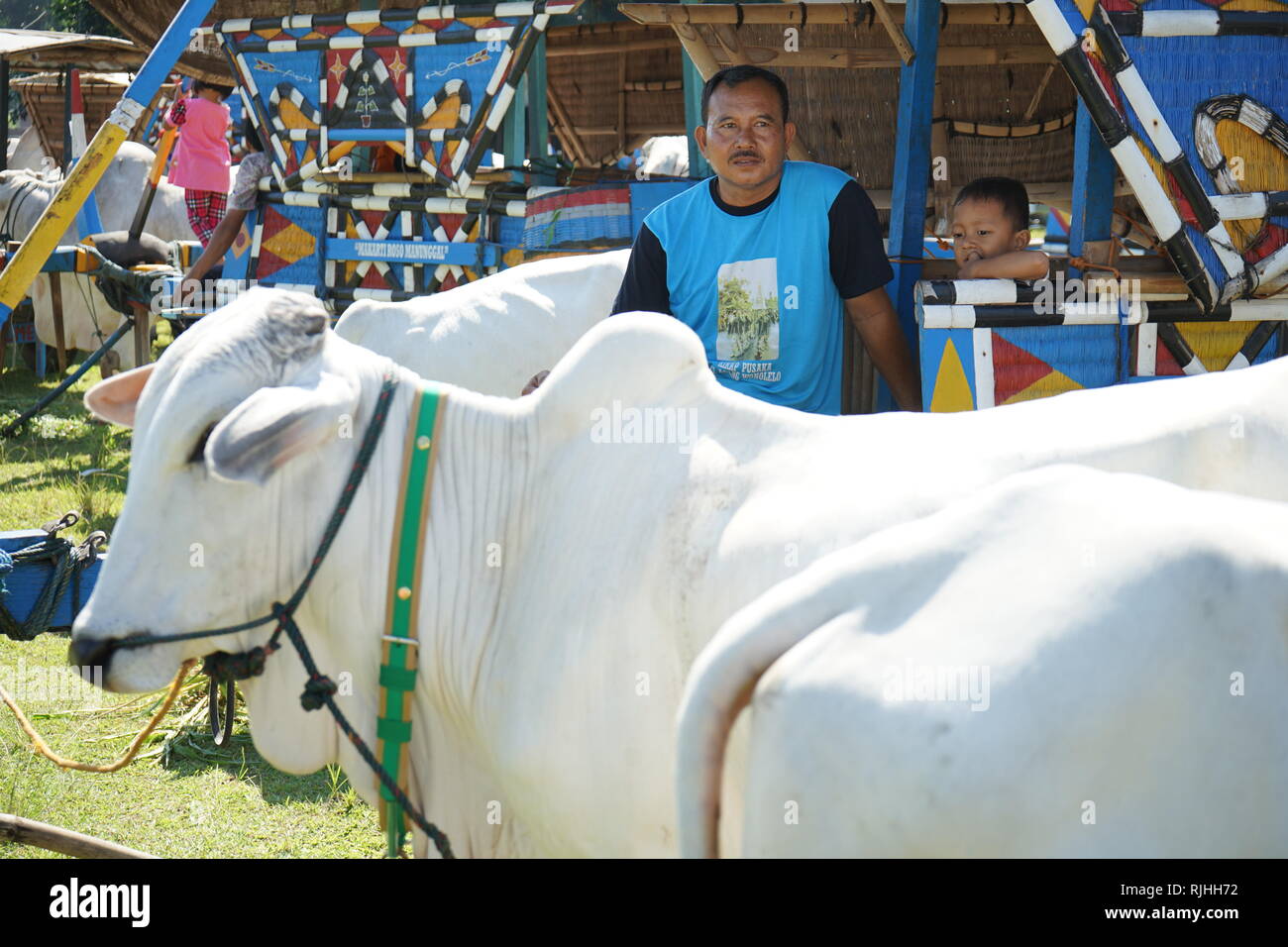 Besitzer der Gerobak Sapi, traditionellen javanischen Kuh Warenkorb erfaßt am Jangkang Tiermarkt, Sleman, Yogyakarta jeden Sonntag Morgen Stockfoto