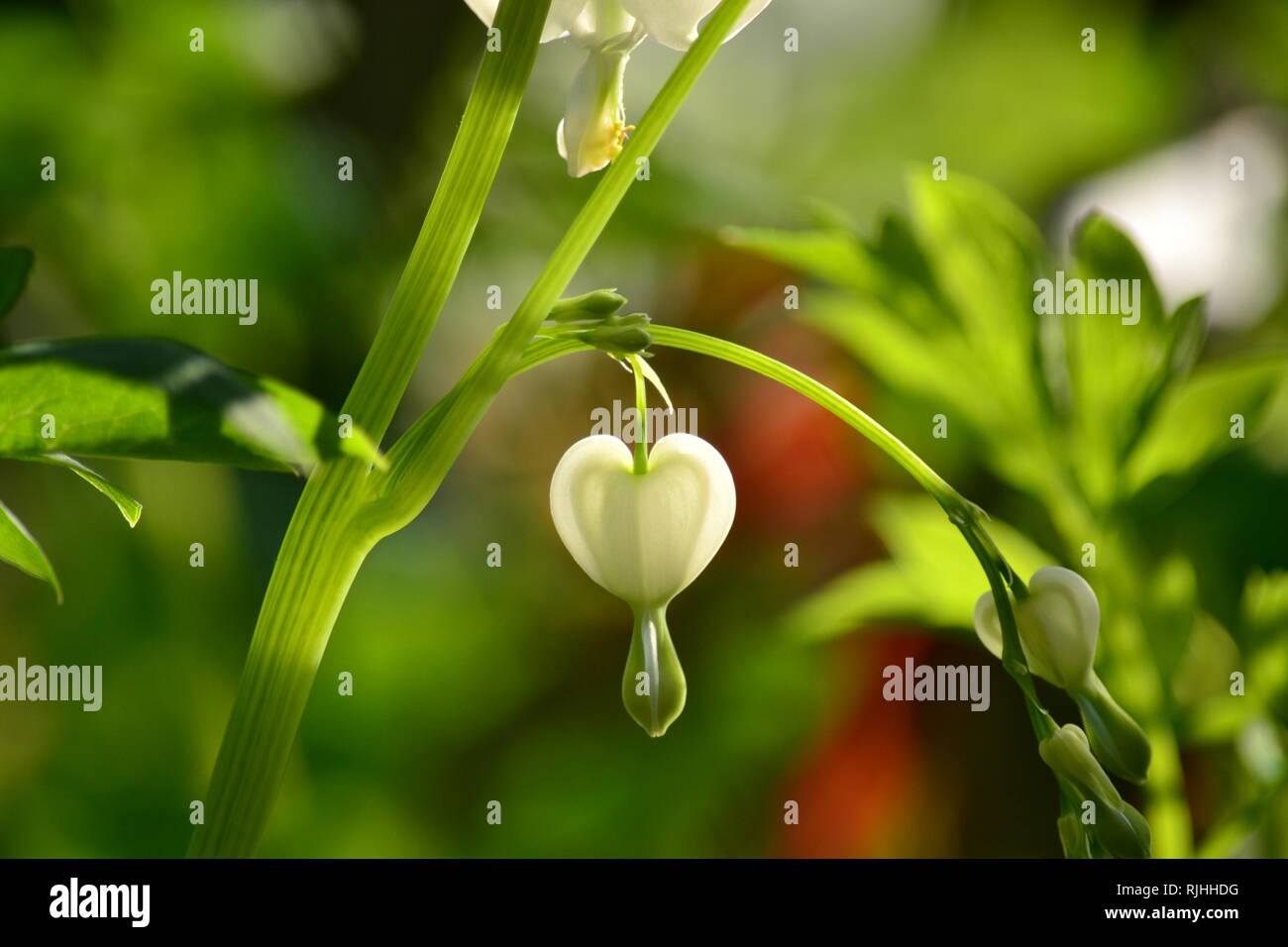 Lamprocapnos californica (Campanula pyramidalis Californica) 'Alba' - eine Blume Stockfoto