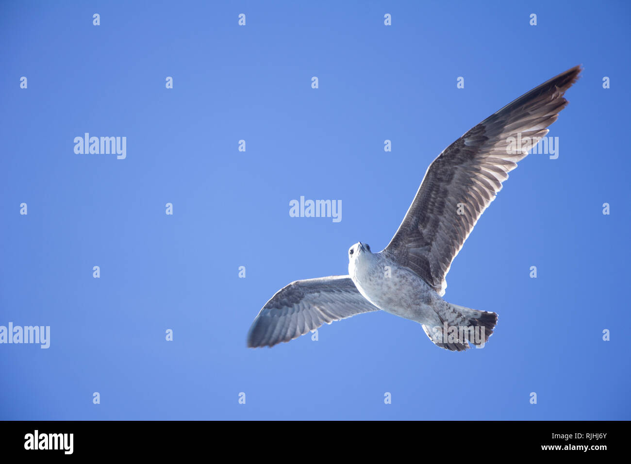 Fliegende Möwe und blauer Himmel Stockfoto