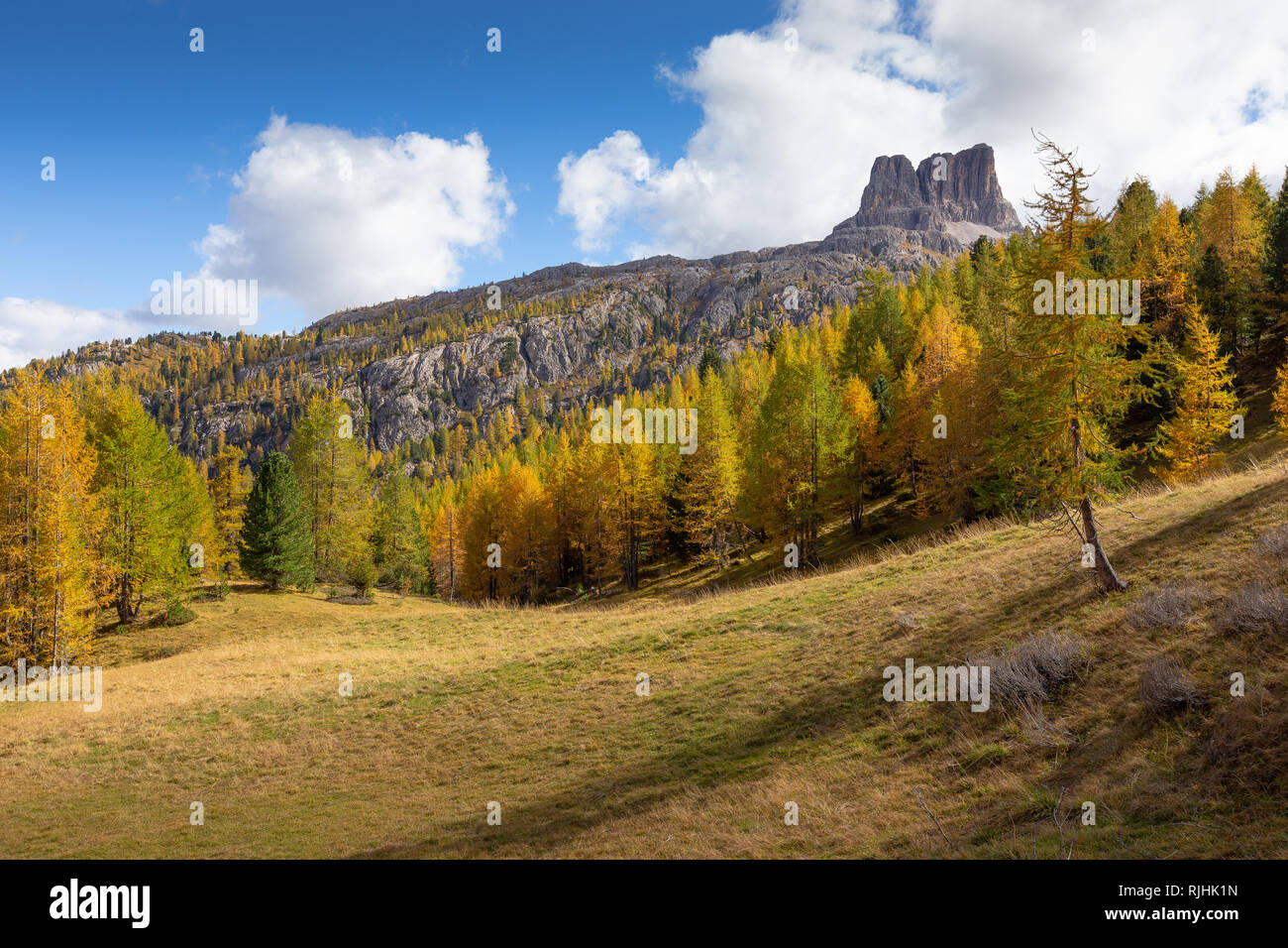 Herbstsaison. Nadelwald, Lärchen, in den Dolomiten. Averau Berggipfel. Passo Falzarego. Italienische Alpen. Europa. Stockfoto