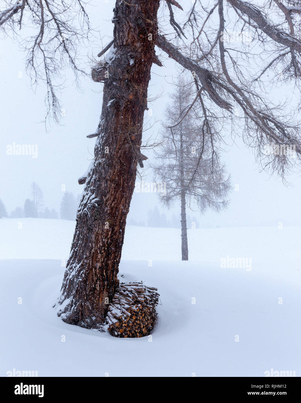 Lärchenbäume (Larix decidua), Holzhaufen. Alpe di Siusi Bergplateau. Wintersaison, leichter Schneefall. Die Grödner Alpen. Italienische Alpen. Stockfoto