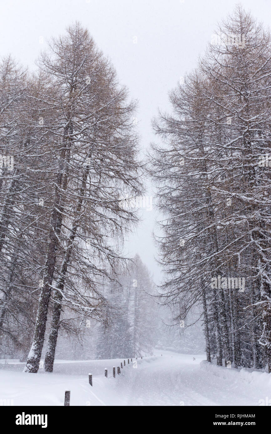 Lärchenwald (Larix decidua), Wald. Wintersaison, Schneefall. Alpe di Siusi Bergplateau. Die Grödner Alpen. Italienische Alpen. Stockfoto