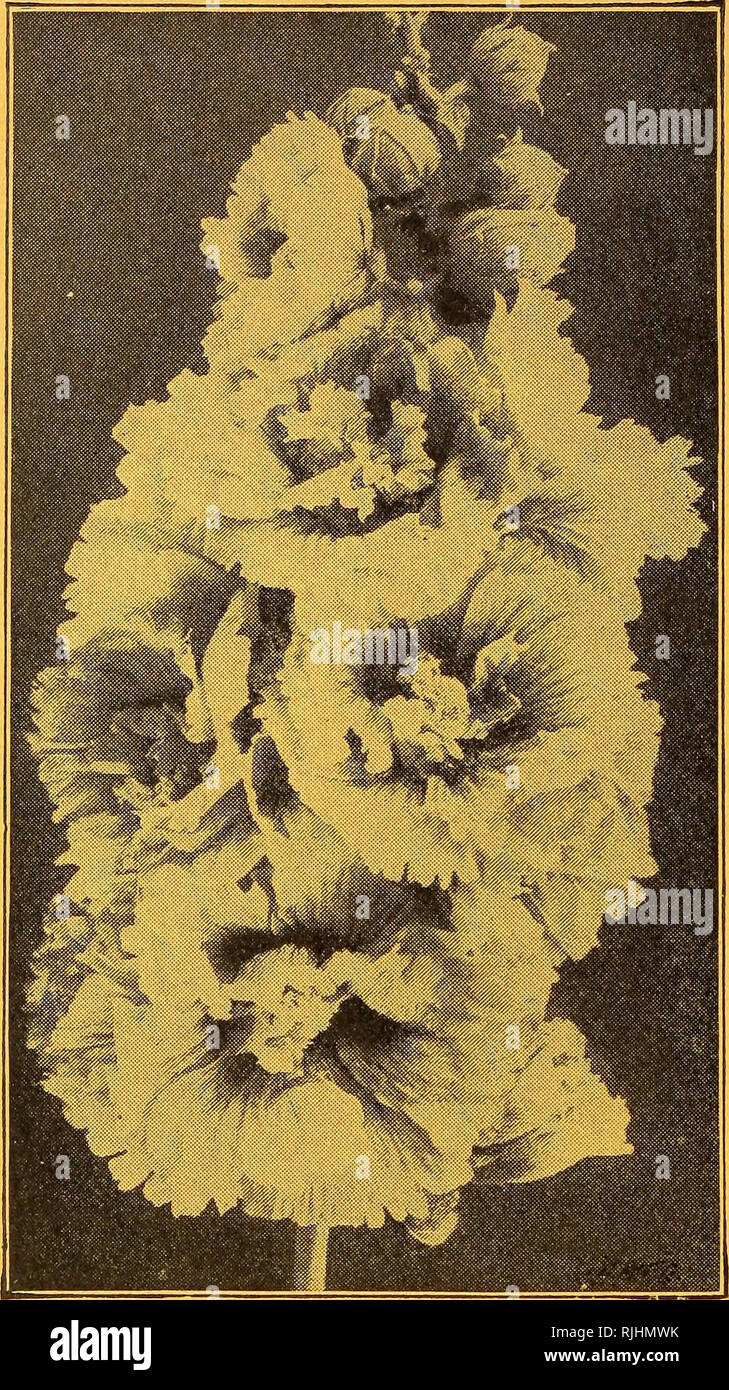 . Beckert ist Großhandel Liste der Gemüse- und Blumensamen für Gärtner und Floristen: Ausgabe Januar 1, 1910. Verkaufskataloge Samen; Gemüse Samen Kataloge, Leuchtmittel (Pflanzen) Samen Samen Kataloge Kataloge; Blumen; Garten Werkzeuge Kataloge. 12. WM. C. BELCKERT. PITTSBURG, PA.. Stockrosen Handel pkt. Oz. FUCHSIA, Präsident Goselli $ o 25 Procumbens 25 Triphylla 25 Doppel- und Einzelzimmer, fein gemischt 25 GAILLARDIA amblyodon 10 $ 0 20 Picta 10 15 Lorenziana 10 20 Grandiflora compacta 15 50 Oculata 15 50 Kelway's Hybriden 50 GAURA Lindheimeri 10 25 Gentiana acaulis 10 GEUM Coccineum 20 75 GLOXINIA gr Stockfoto