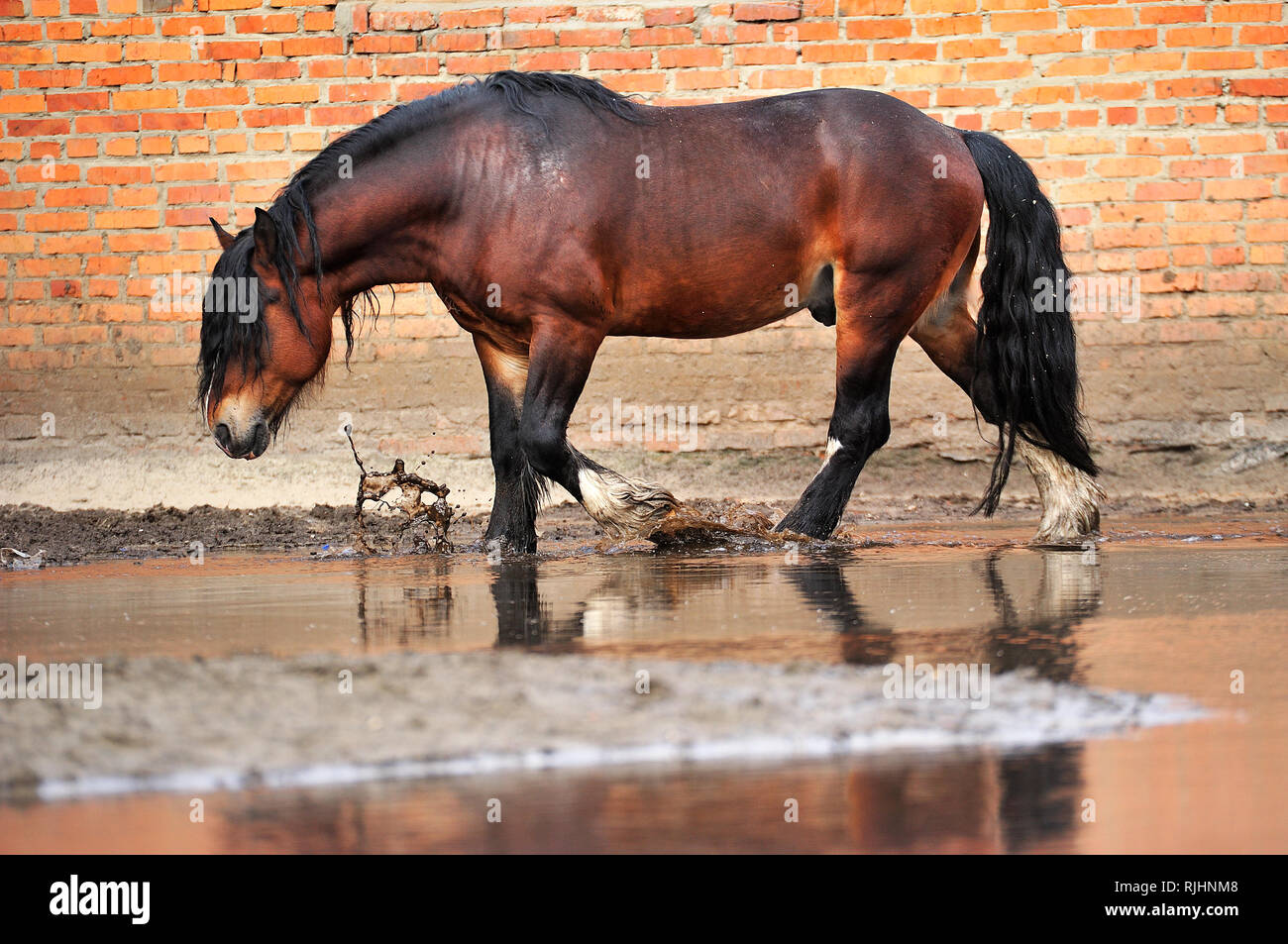 Bucht Entwurf Pferd ruhig Spaziergänge entlang Red brick wall in einer schlammigen Pfütze Spritzer. Horizontale, Seitenansicht, in Bewegung. Stockfoto