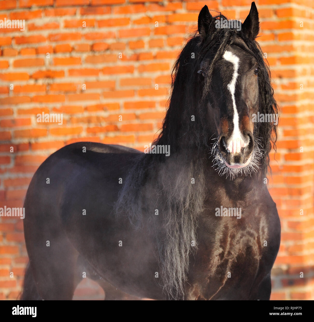 Schwarz Vladimir schwerer Hengst schaut direkt in die Kamera, während die Red brick wall im Winter stehen. Horizontale, Porträt, Ansicht von vorne. Stockfoto