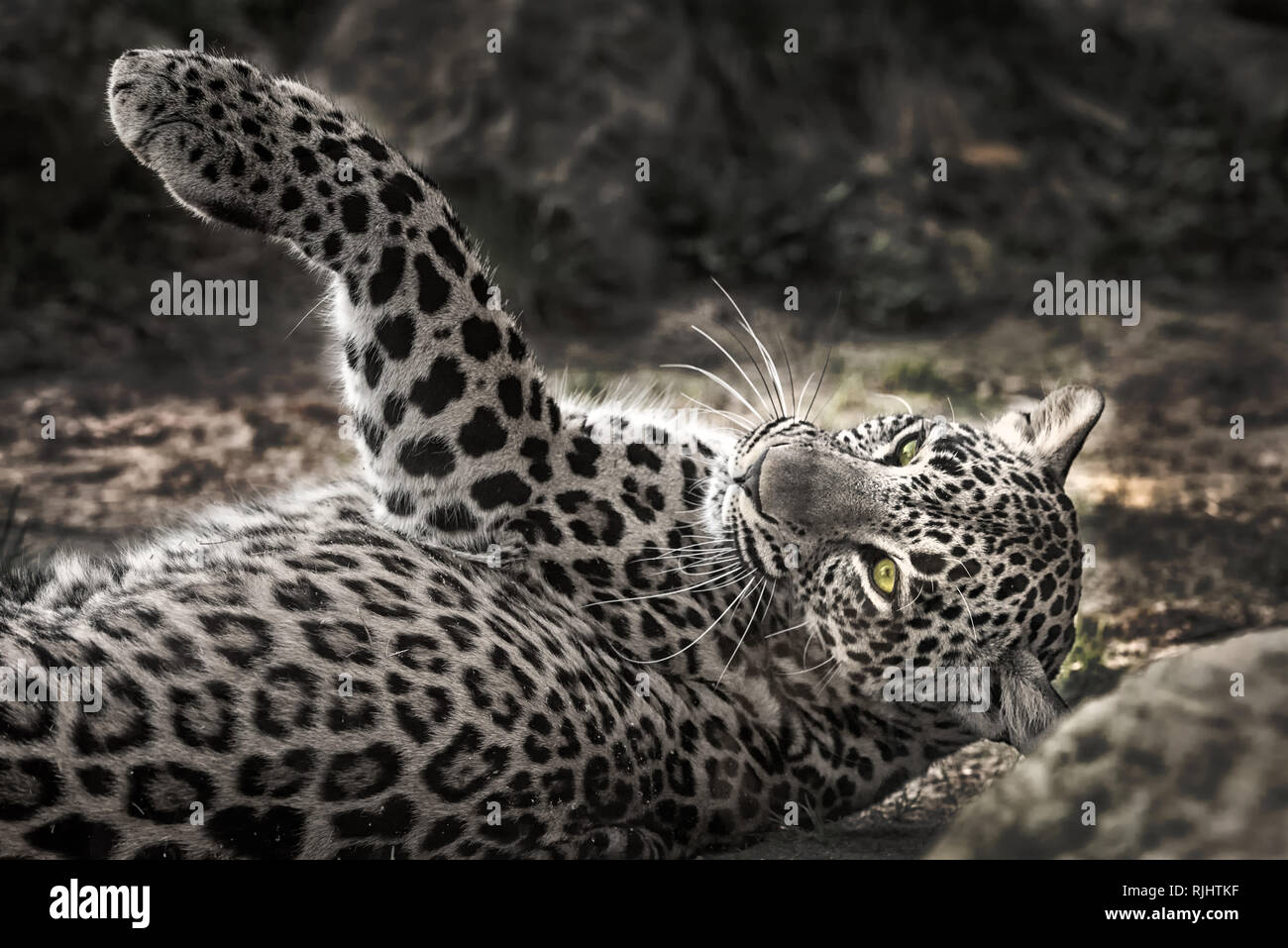 Leopard ruht in der Wildnis Stockfoto