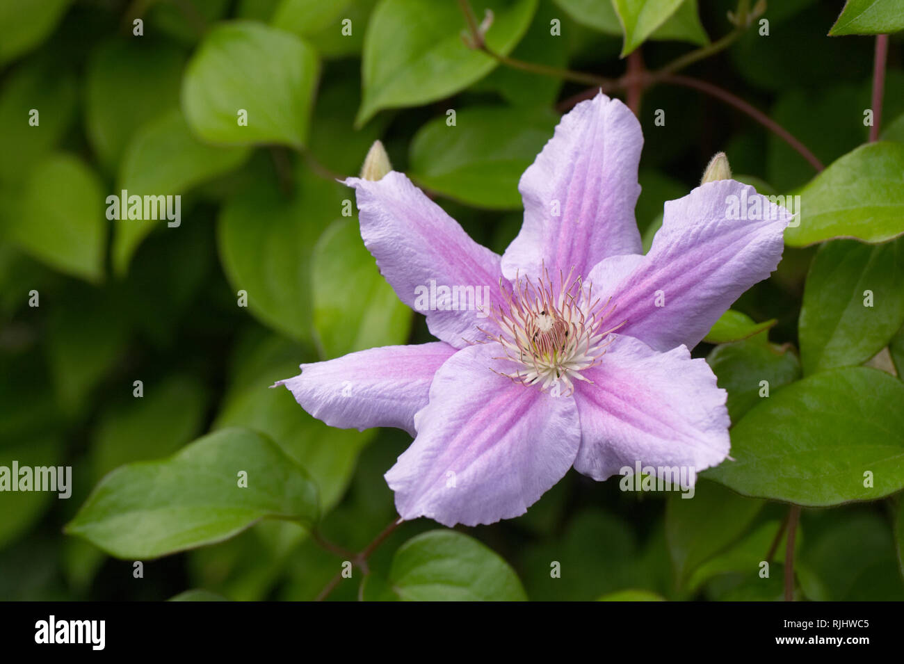 Clematis 'Bees Jubilee' Blume. Stockfoto
