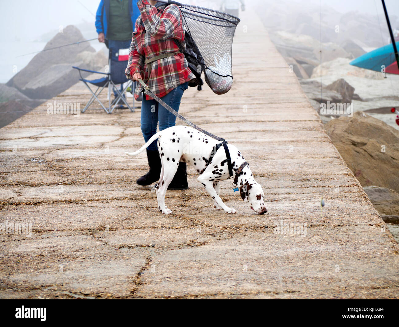 Ein Dalmatiner Hund schnüffelt im Süden Anlegestelle an einem nebligen, Februar Tag in Port Aransas, Texas USA. Stockfoto