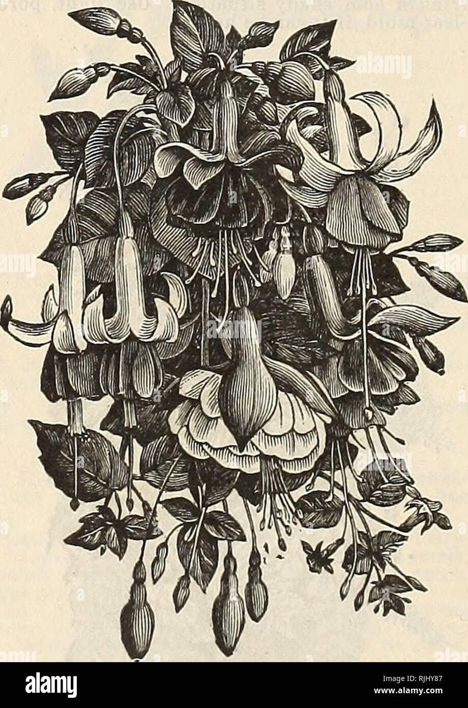 . Schöne Blumen: Frühjahr 1895. Baumschulen Iowa Cedar Falls Kataloge; Blumen Samen Samen Kataloge Kataloge; Gemüse; Glühlampen (Pflanzen) Kataloge; Pflanzen, Zierpflanzen Kataloge. 40 Joseph Bancroft, Cedar Falls, Iowa. Farn S-fortgesetzt. A. Farleyense. Also aus der Tatsache, dass es auf Farley Hill, Jamaika entdeckt wurde. Es ist vielleicht die größte Vielfalt von adiantum. Und erfordert Herd Behandlung, oder warmen Gewächshaus. Es ist eine starke Anbauer, oft Wedel Herstellung von 18 Zoll bis zu zwei Meter lang und 10 Zentimeter breit, und die jungen Wachstum ist oft schön rosa gefärbten, schattigen auf Gelb und Stockfoto