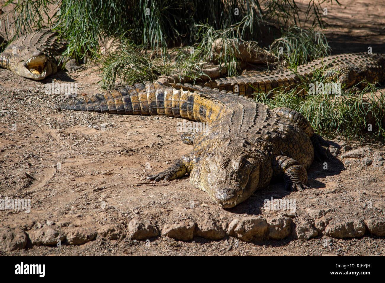 Krokodile Sonnen in der Oasis Park in Fuerteventura, Kanarische Inseln Stockfoto