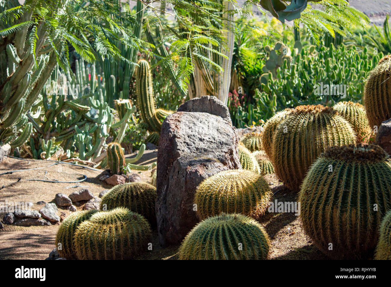 Fuerteventura botanischer garten Fotos und Bildmaterial in hoher