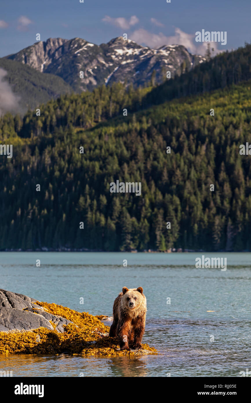 Junge grizzly Bär steht auf einer kleinen Insel bei Ebbe, Fütterung auf Algen im Knight Inlet mit British Columbia Coastal Mountains im Hintergrund, Stockfoto