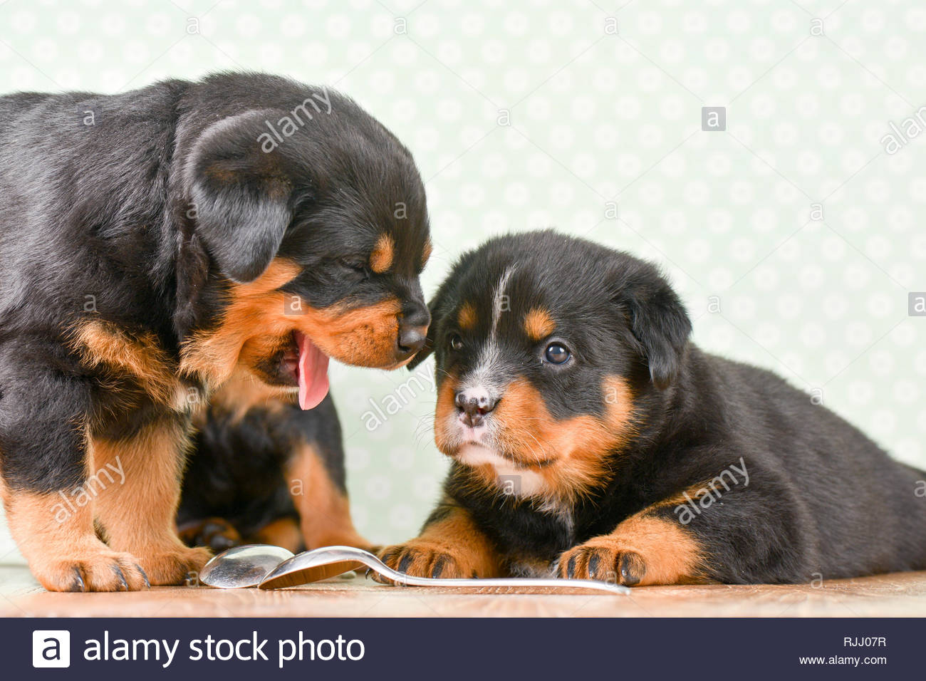Berner Sennenhund Mix Stockfotos Und Bilder Kaufen Alamy