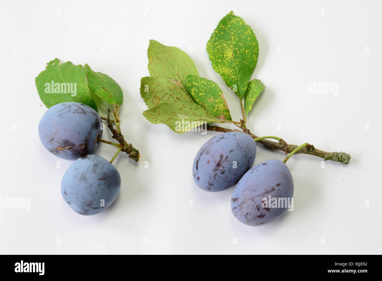 Prunus Sorten. Von links nach rechts: Frucht der Pflaume (Prunus domestica), Zwetschge (Prunus domestica subsp. domestica) Deutschland Stockfoto