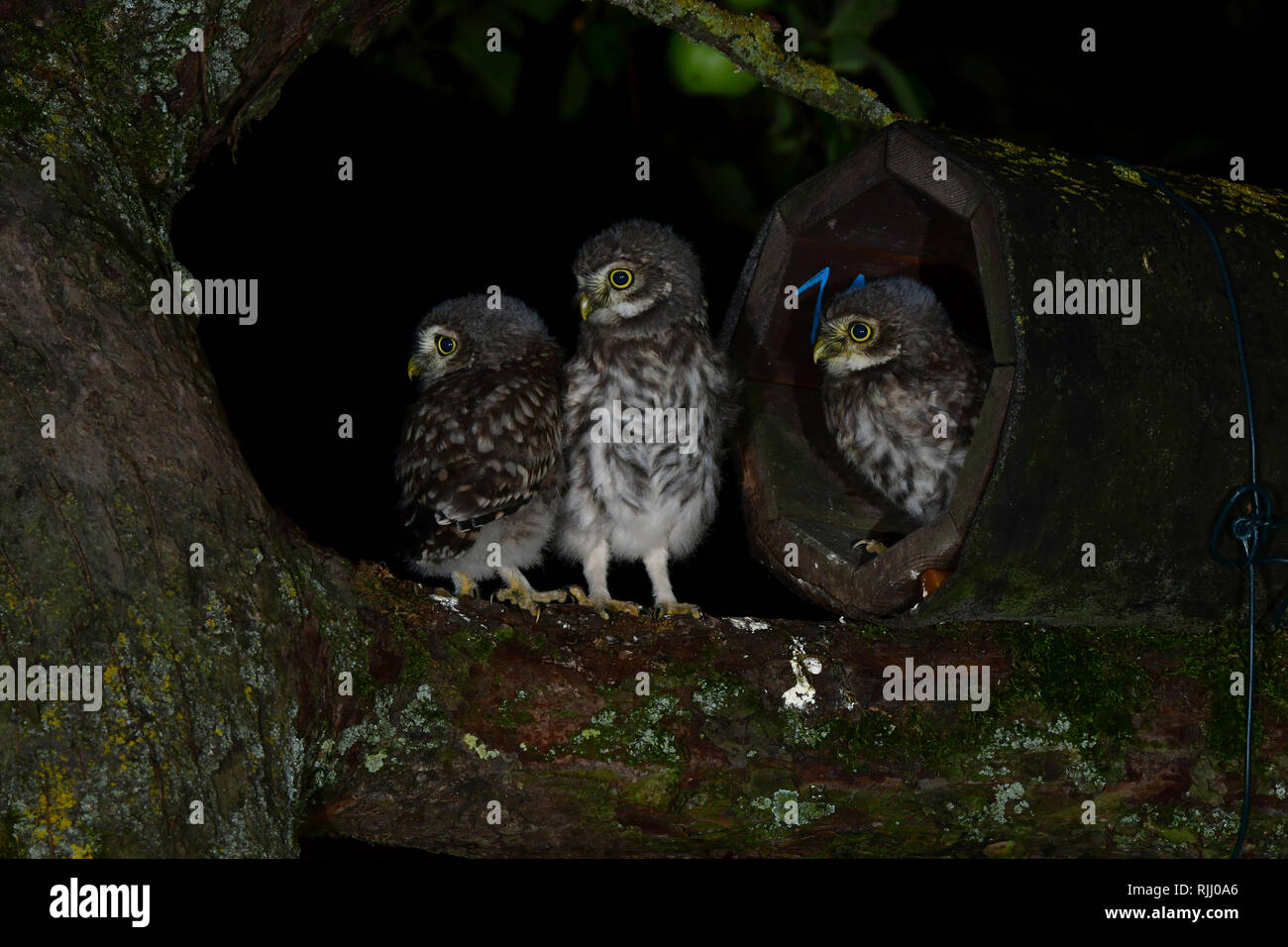 Steinkauz (Athene noctua). Die jungen Vögel sind bereits so stark, dass sie sich in den Baum klettern können und betreut von den Eltern da sein. Stockfoto