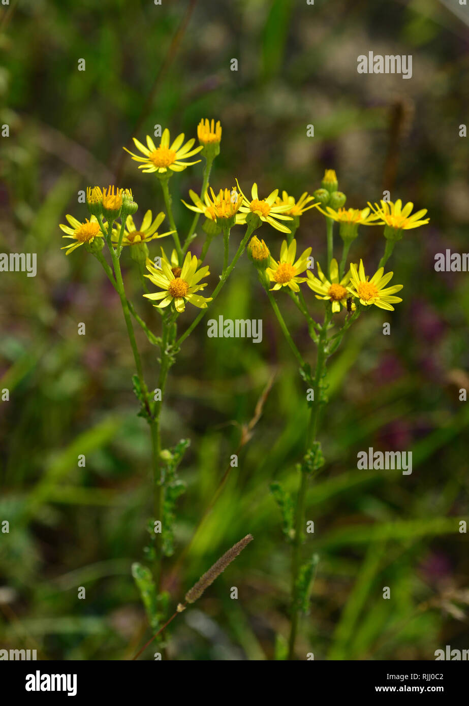 Common Ragwort, Jacobea, Staggerwort (Cardamine pratensis) Blühende. Deutschland Stockfoto