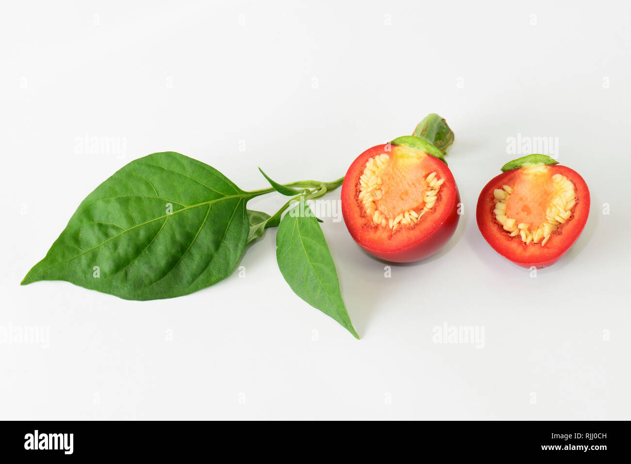 Süßen roten Pfeffer, Pimiento (Capsicum annuum). Zweig mit reifem Obst halbiert. Studio Bild vor einem weißen Hintergrund. Deutschland Stockfoto