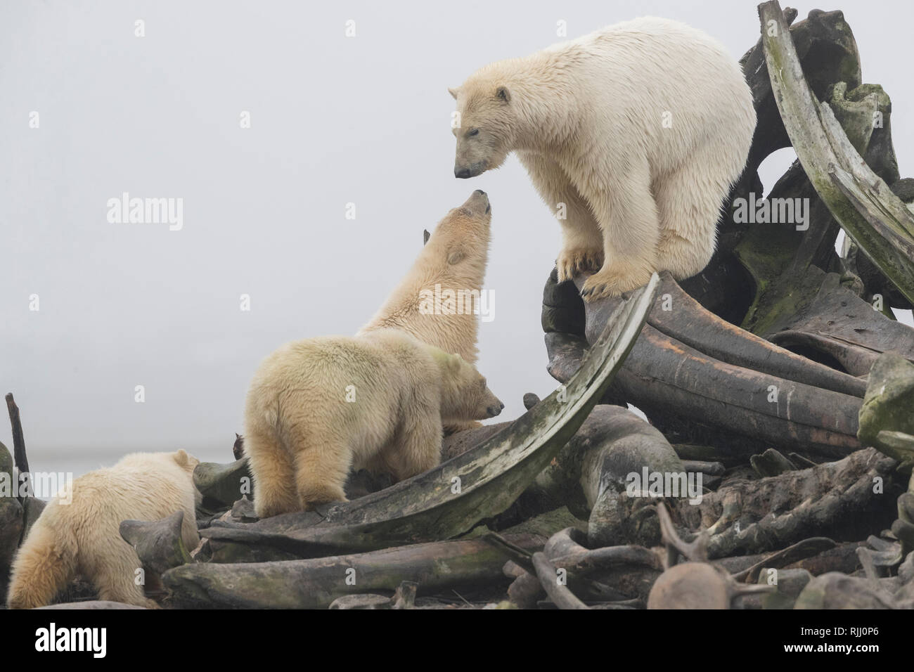 Eisbär (Ursus maritimus, Thalarctos maritimus). Mutter mit Jungtieren in der Nähe der Knochen Pile, Aas bowhead Wale jagen durch die Dorfbewohner. Stockfoto