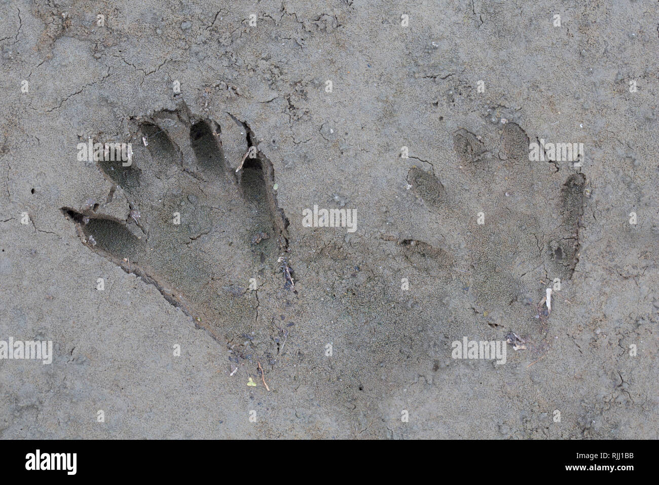 Waschbär (Procyon Lotor), Spuren im sandigen Boden. Deutschland Stockfoto Waschbär (Procyon Lotor), Spuren im sandigen Boden. Deutschland Stockfoto
