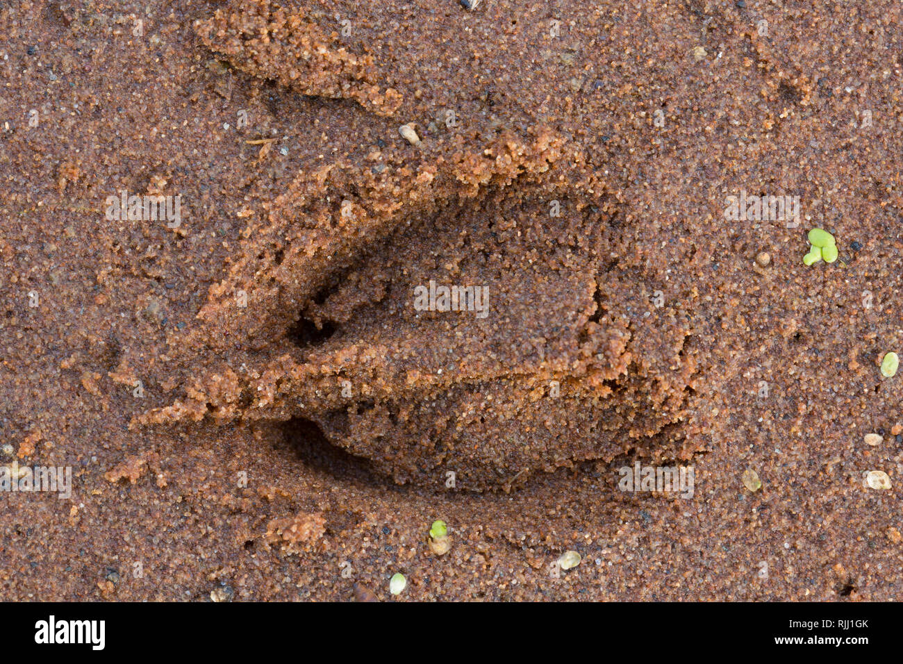 Reh (Capreolus capreolus). Klauen und Drucke in den Sand. Deutschland Stockfoto