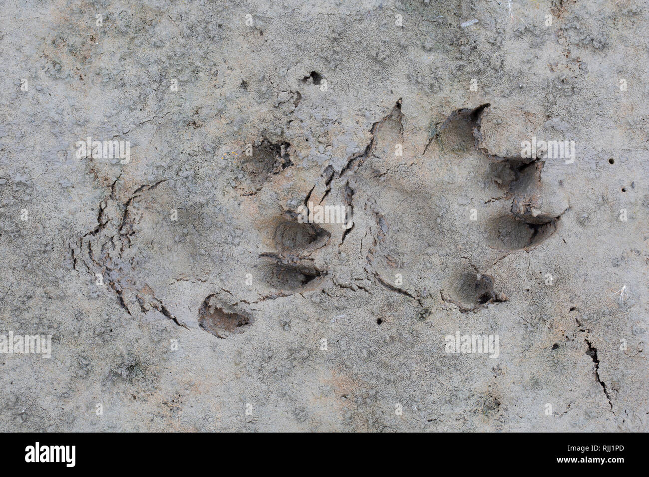 Racoon Hund (Nyctereutes procyonoides). Fußspuren im Sand. Deutschland Stockfoto
