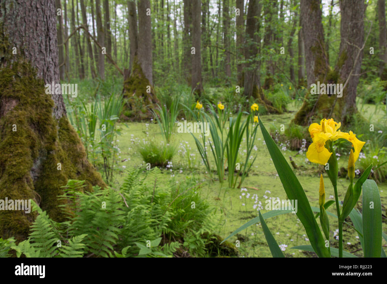 Erle Carr mit Europäischen Erle (Alnus glutinosa), Flagge Iris, Gelbe Flagge (Iris pseudacorus) und Wasser Violett, Featherfoil (Hottonia palustris) Stockfoto