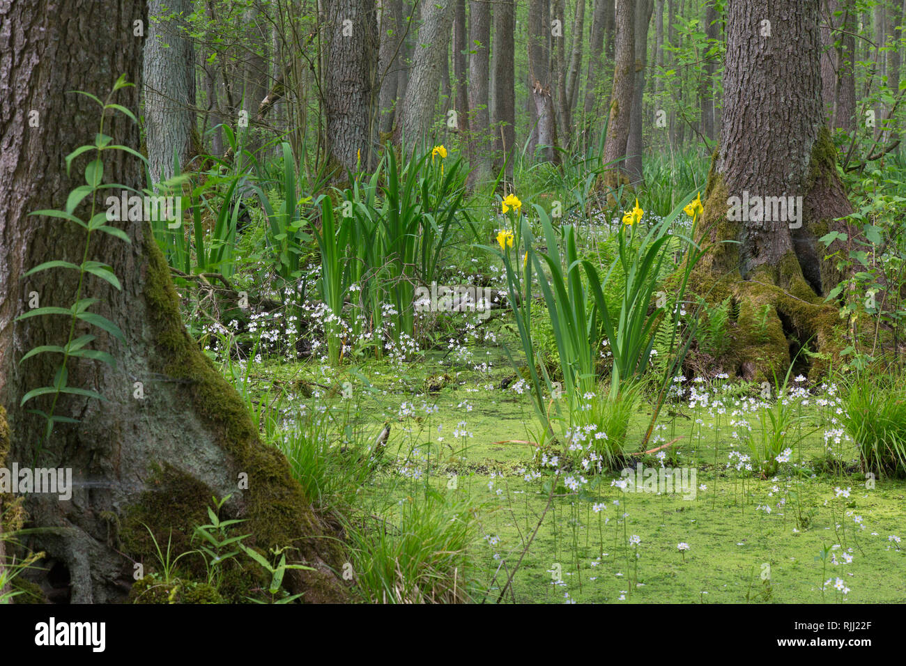 Erle Carr mit Europäischen Erle (Alnus glutinosa), Flagge Iris, Gelbe Flagge (Iris pseudacorus) und Wasser Violett, Featherfoil (Hottonia palustris) Stockfoto