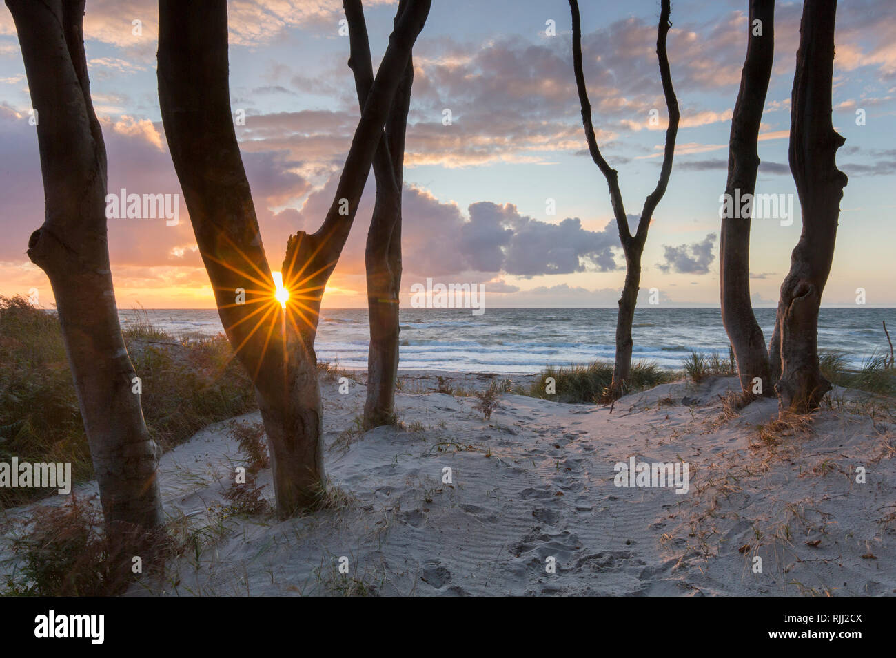 Gemeinsame, Buche, die Buche (Fagus sylvatica). Bäume bei Sonnenuntergang. An der Westküste des Darß. Halbinsel Fischland-Darß-Zingst Stockfoto