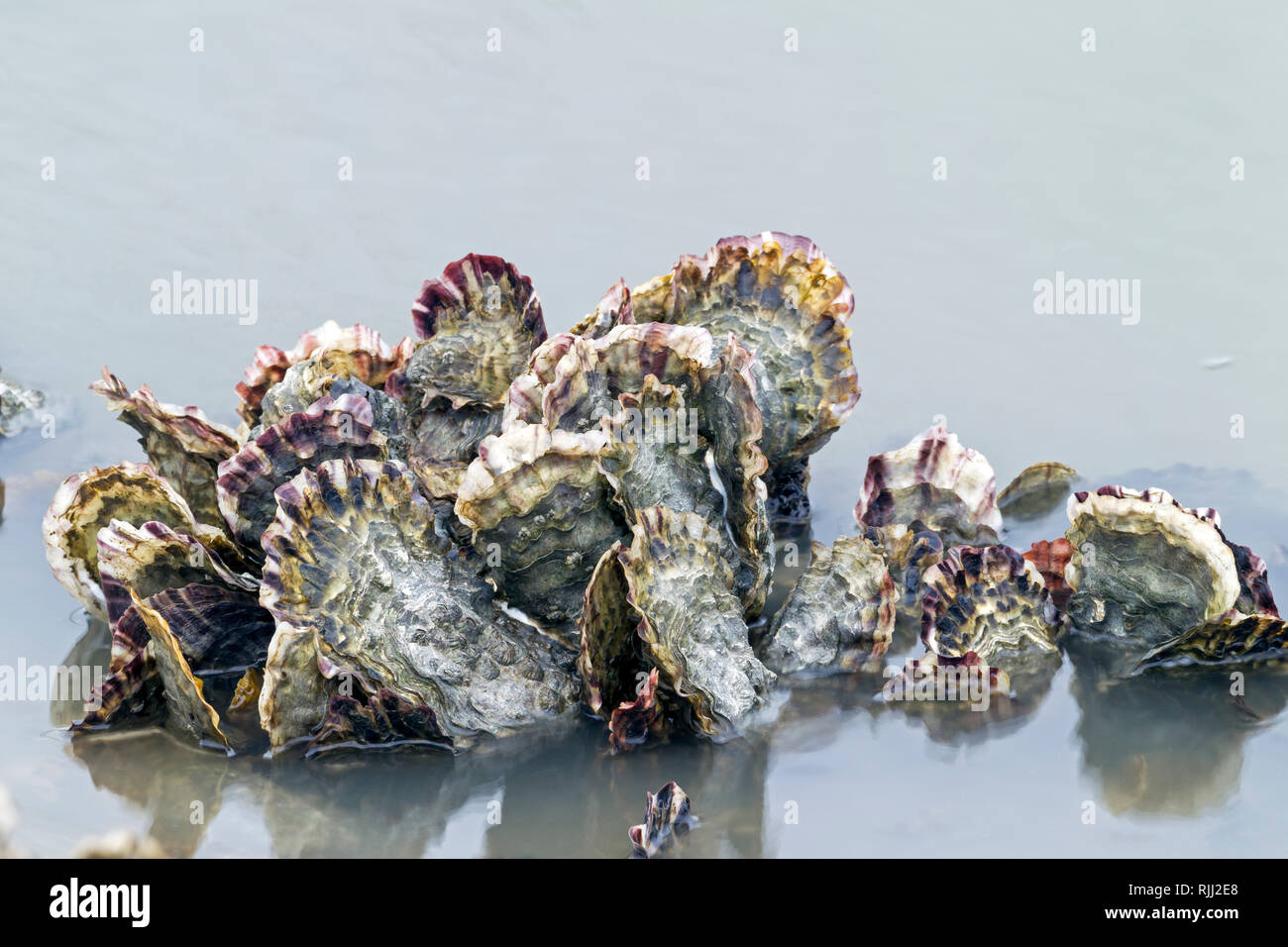 Pazifische Austern (Crassostrea gigas) an der deutschen Nordseeküste. Stockfoto