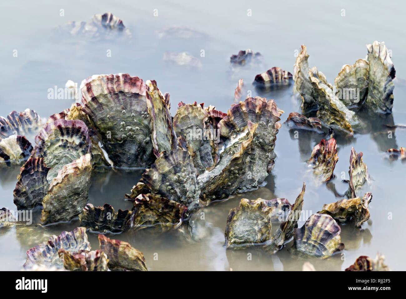 Pazifische Austern (Crassostrea gigas) an der deutschen Nordseeküste, Deutschland. Stockfoto