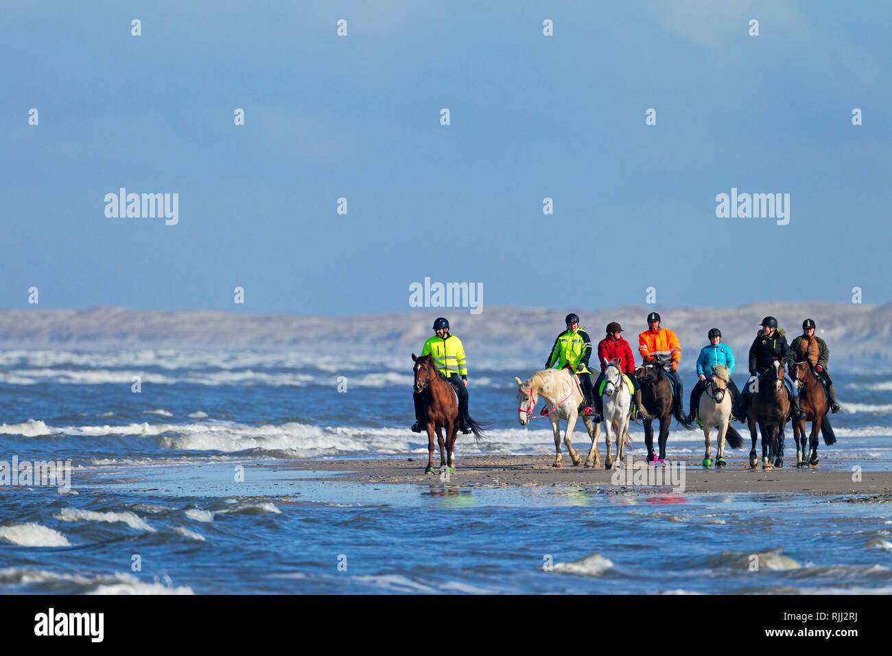 Inländische Pferd. Eine Gruppe von Reitern an der dänischen Nordseeküste. Midtjylland Dänemark Stockfoto