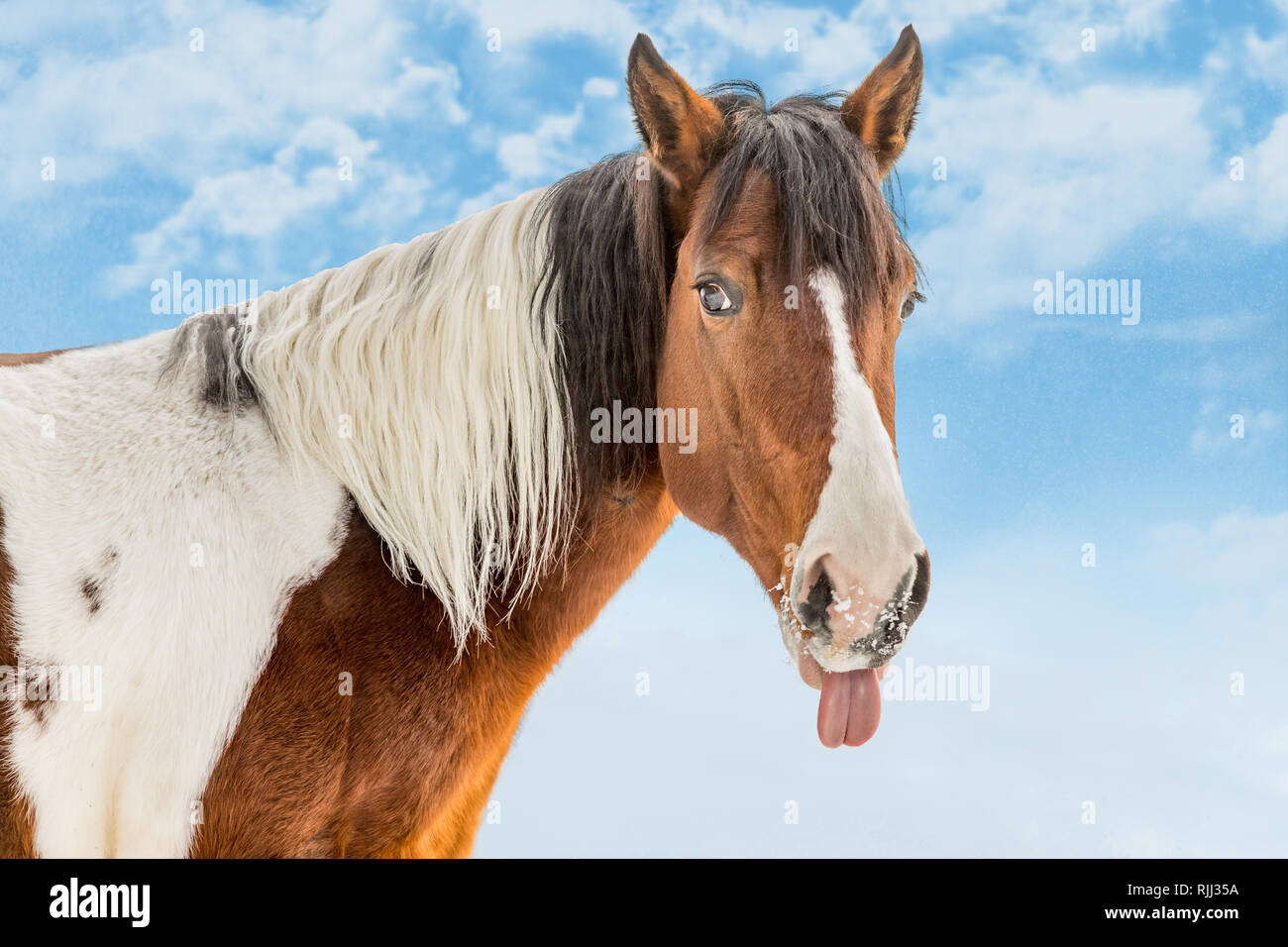 Fantastische DJ Valentine horse, American Paint Horse, im sonnigen Tag im Winter. Der Tschechischen Republik Stockfoto