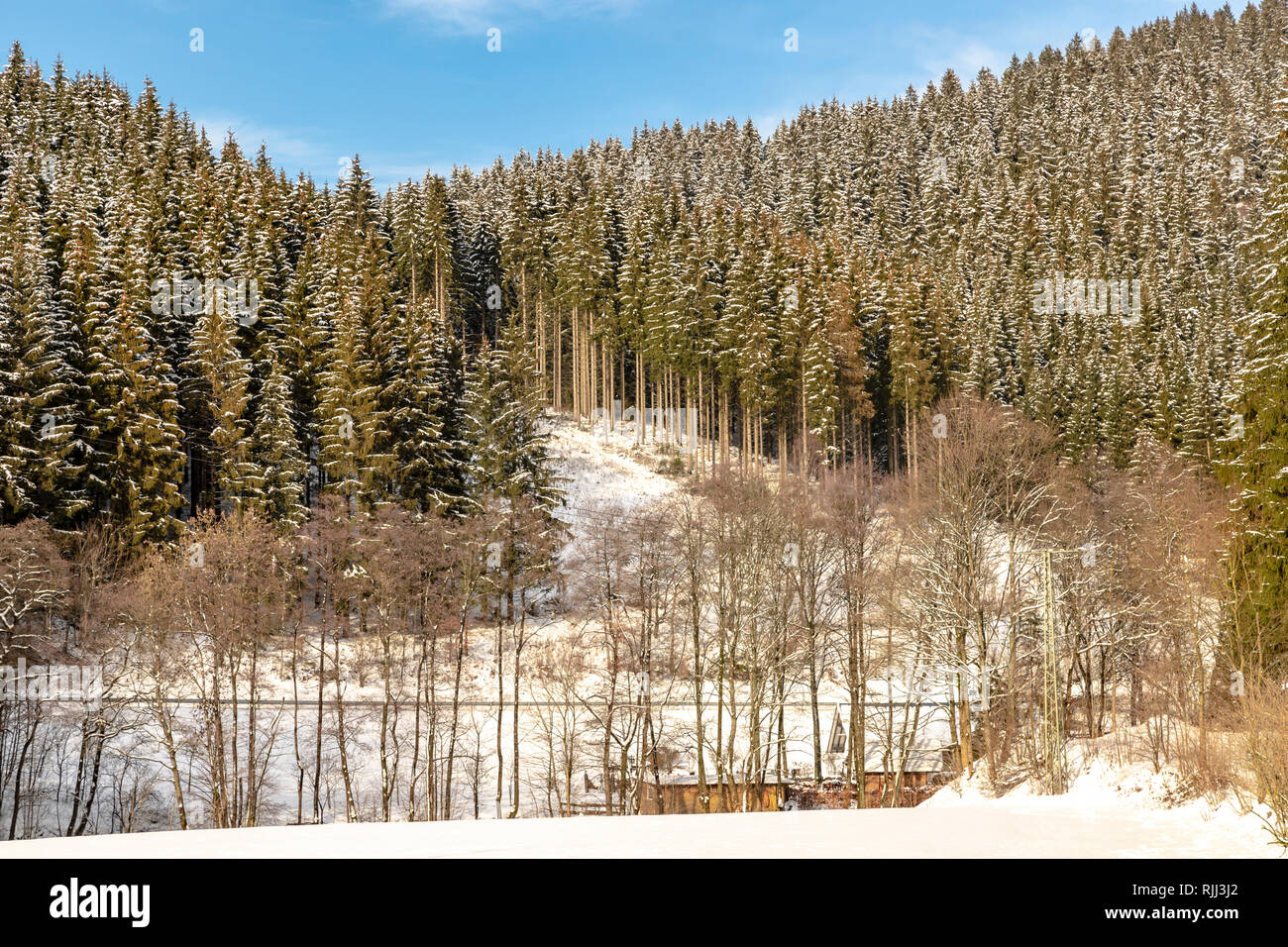Winterliche Landschaft mit schneebedeckten Pinien, Oberkirchen, Sauerland, Schmallenberg, Nordrhein-Westfalen, Deutschland, Europa Stockfoto
