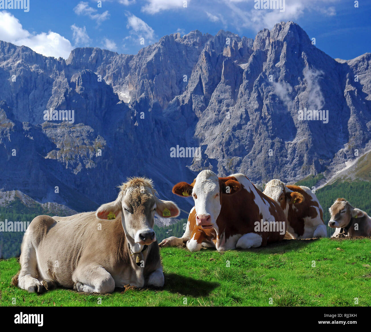 Red Holstein und Tiroler Grauvieh. Kühe auf der Alpe Nemes in den Sextner Dolomiten. Naturpark Sextner Dolomiten, Südtirol, Italien Stockfoto