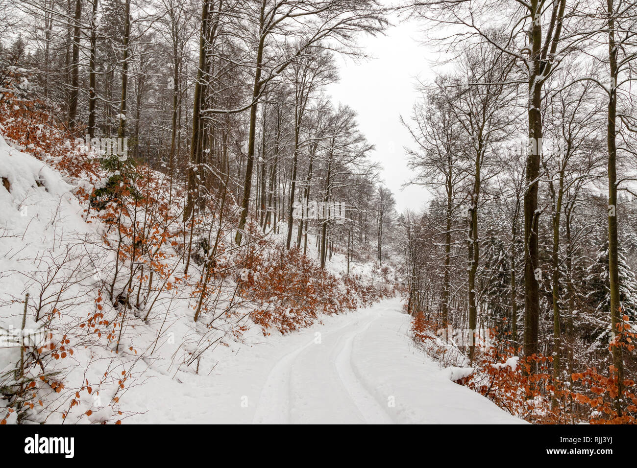 Wald im Winter, Girkhausen, Bad Berleburg, im Sauerland, Nordrhein-Westfalen, Deutschland Stockfoto