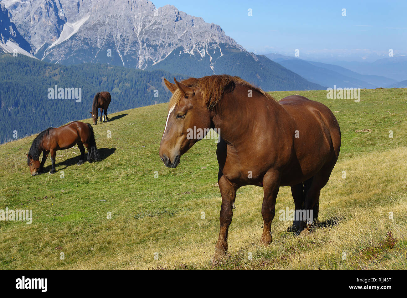 Italienische schweren Zug, eine schnelle Schwerer. Drei Pferde auf eine Almwiese. Naturpark Sextner Dolomiten, Südtirol, Italien Stockfoto
