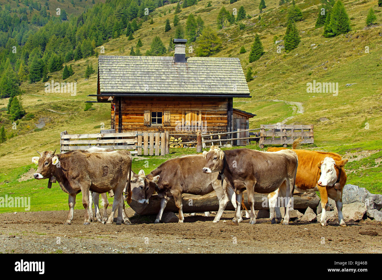 Hausrinder, Braunvieh Rinder, Brown Swiss. Drei Färsen und ein Red Holstein  heifert. Dolomiten, Südtirol, Italien Stockfotografie - Alamy